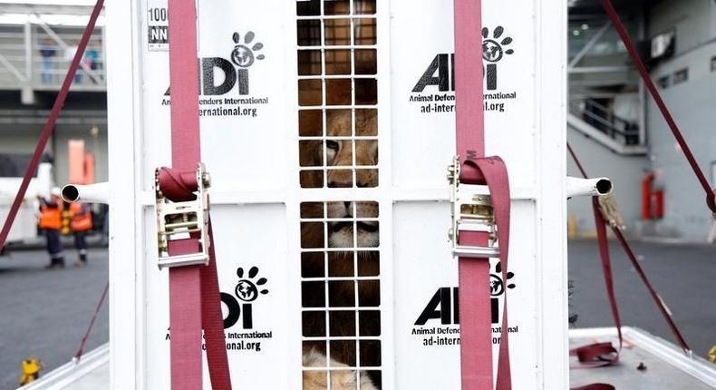 A former circus lion looks from inside his cage while preparing for transportation to a private sanctuary in South Africa, during an airlift organized by Animal Defenders International in Callao, Peru, April 29, 2016. 