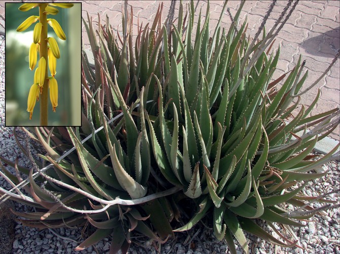 Aloe vera