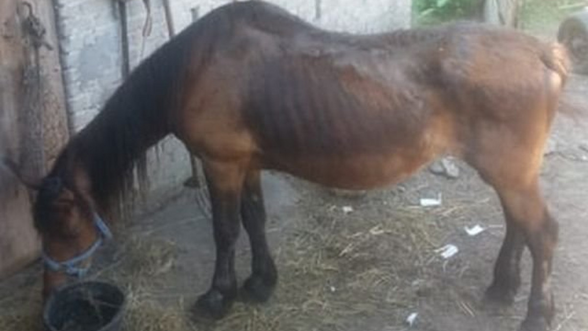 Chańcza: Zaniedbany koń odebrany przez policję. Właścicielowi grozi więzienie