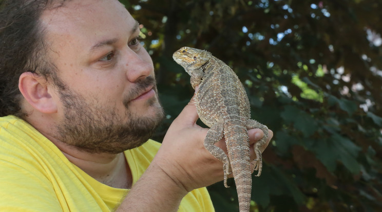 Ludmillát, a vemhes agámát Both Zoltán vadállatbefogó vette pártfogásba /Fotó: Grnák László