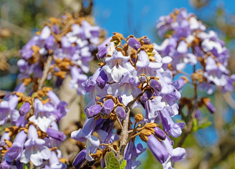 Kwitnąca paulownia - M. Schuppich/stock.adobe.com