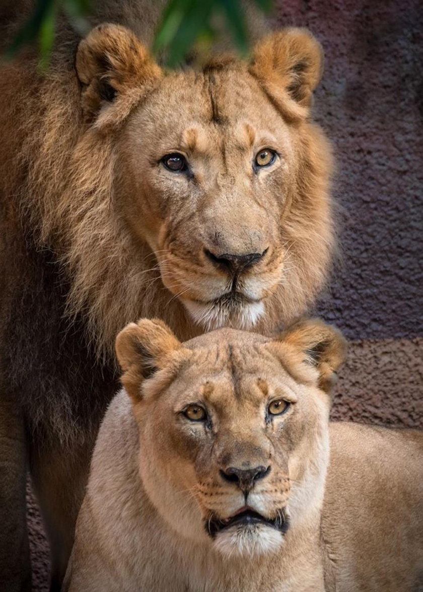Zakochaną parę lwów uśpiono razem, by z tęsknoty nie pękły im serca