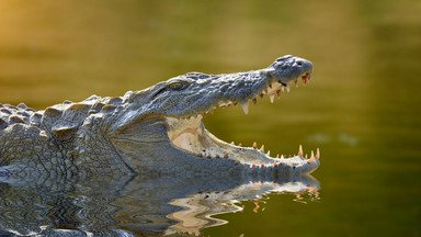 Krokodyl zaatakował dziecko podczas rodzinnych wakacji w Cancun