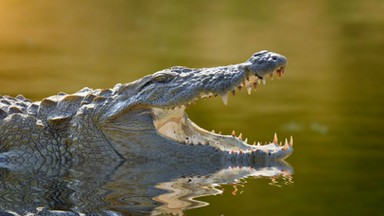 Krokodyl zaatakował dziecko podczas rodzinnych wakacji w Cancun