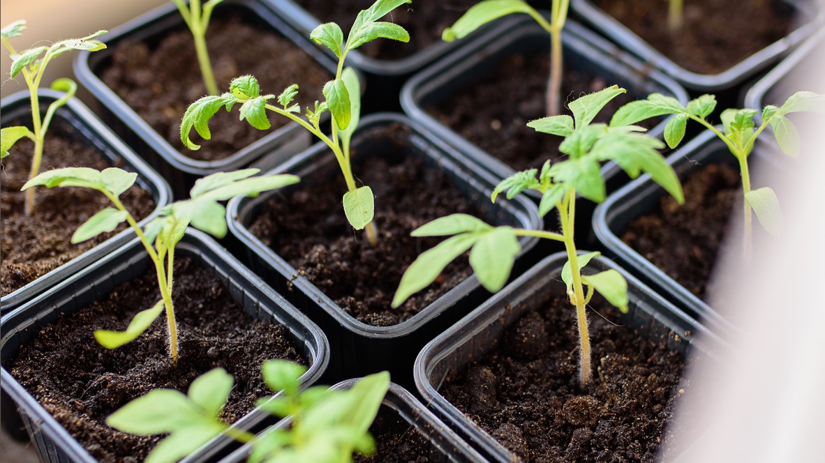 Takto vyzerajú zdravé priesady – husté korene sú základom budúcej úrody. 