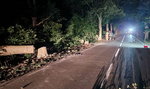 Czy to dzieło szaleńca? Ktoś podciął 12 drzew przy drodze na Kaszubach. Niedawno doszło tam do strasznej tragedii