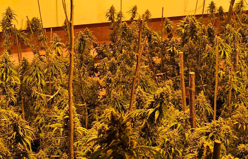 Laboratorija za uzgoj marihuane u Kruševcu