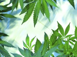 Legalizacja marihuany w stanie Oregon: miasta narzekają na zmiany w opodatkowaniu