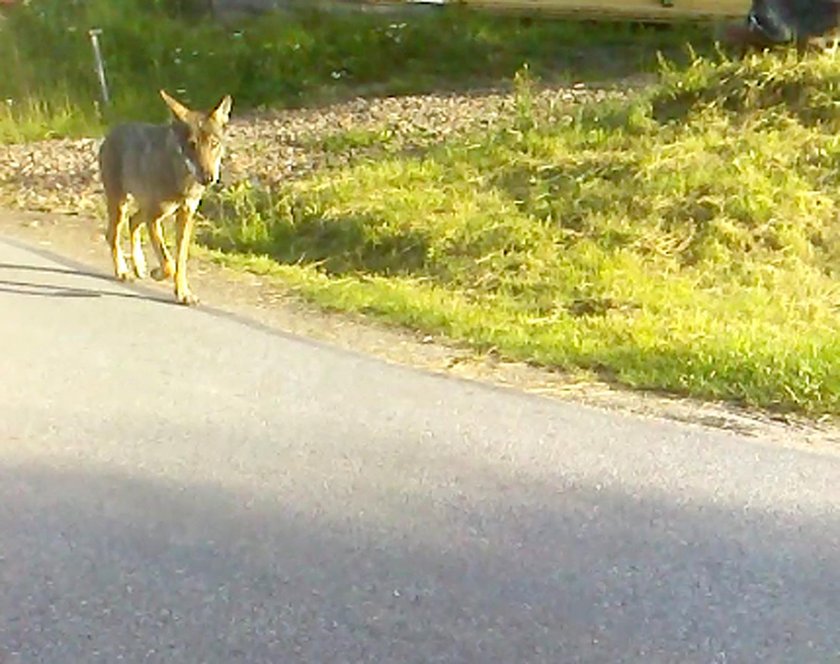 Atak wilka w Bieszczadach