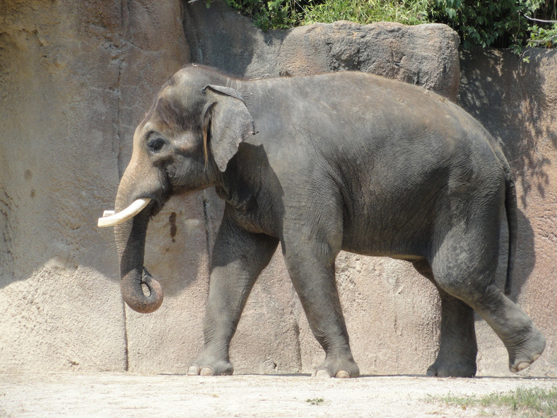 Słonie trzymane w niewoli prezentują szereg nienaturalnych zachowań