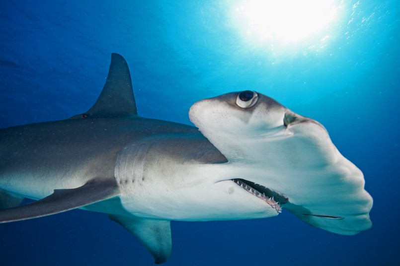 Great,Hammerhead,,Sphyrna,Mokarran rekin młot