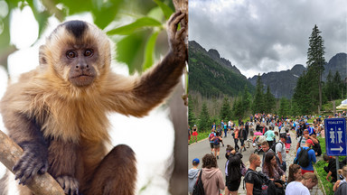 Turyści z małpą zatrzymani na szlaku do Morskiego Oka w Tatrach