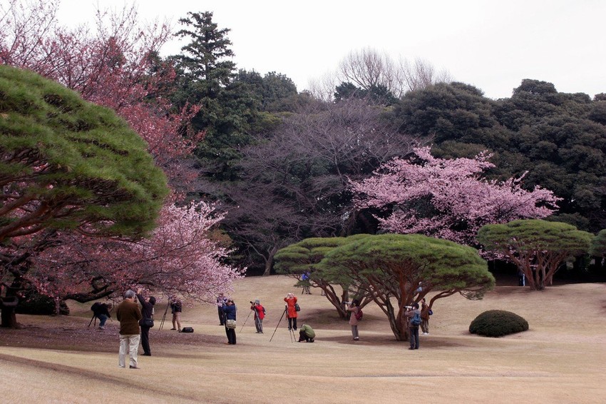 Otkako se turista izdrao na njega 2014, čuvar je počeo da pušta strance da uđu u vrt besplatno