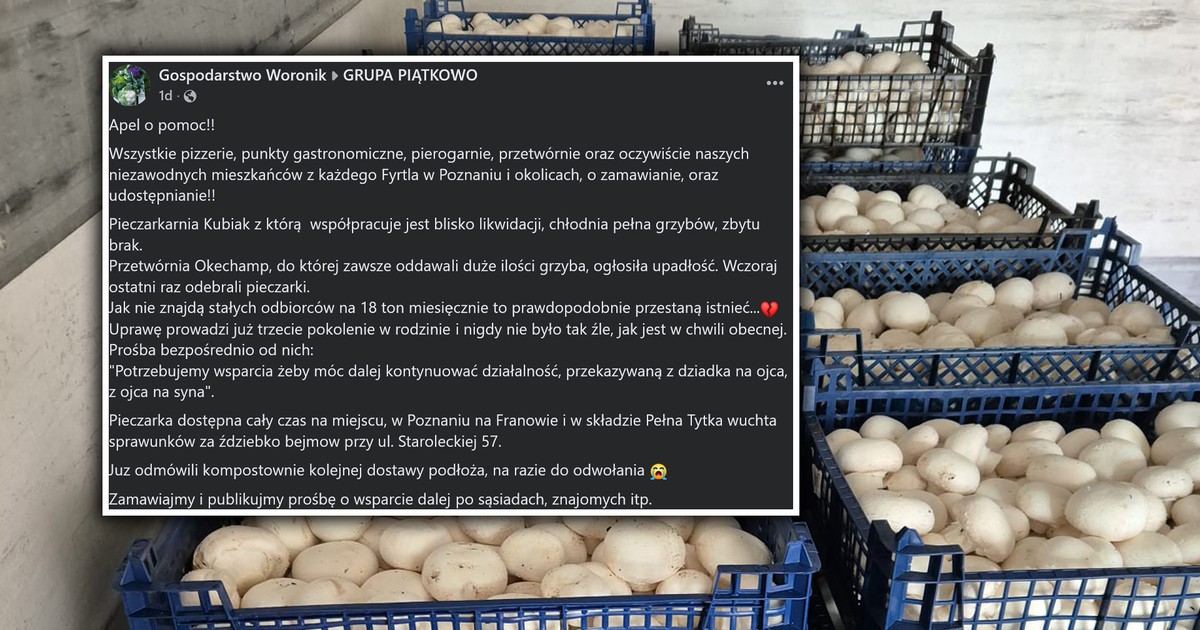 Rodzinna pieczarkarnia stanęła na krawędzi. W sieci dramatyczny apel, ale pomogło coś zupełnie innego