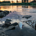 Zatruta woda w Odrze. Inspekcja Ochrony Środowiska i Wody Polskie zabrały głos