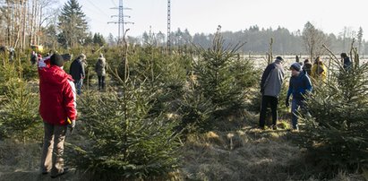 Nie masz jeszcze choinki na święta? Tu ją kupisz!