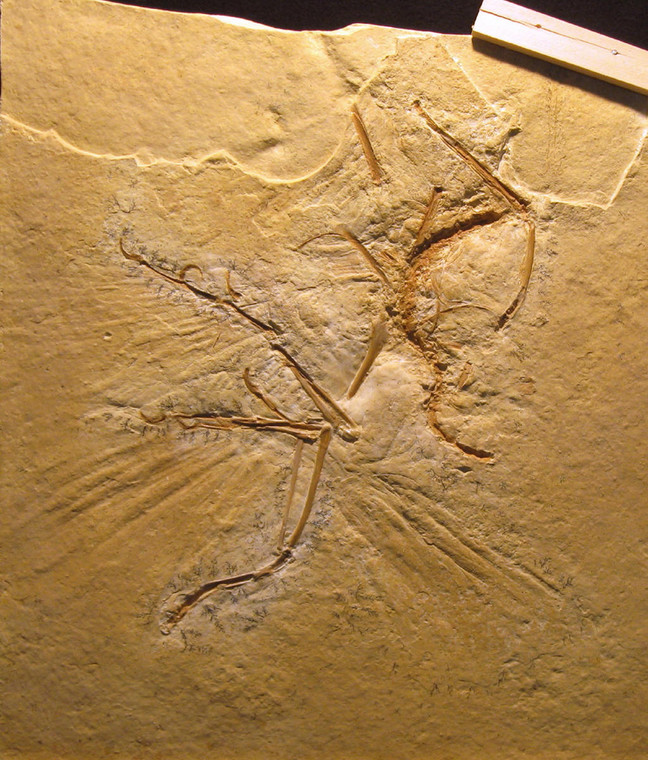 Odlew skamieniałości Archaeopteryx lithographica znaleziony w 1956 r. w kamieniołomie Optischa. Sama skamieniałość zaginęła