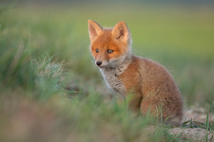 Lis (Vulpes vulpes)