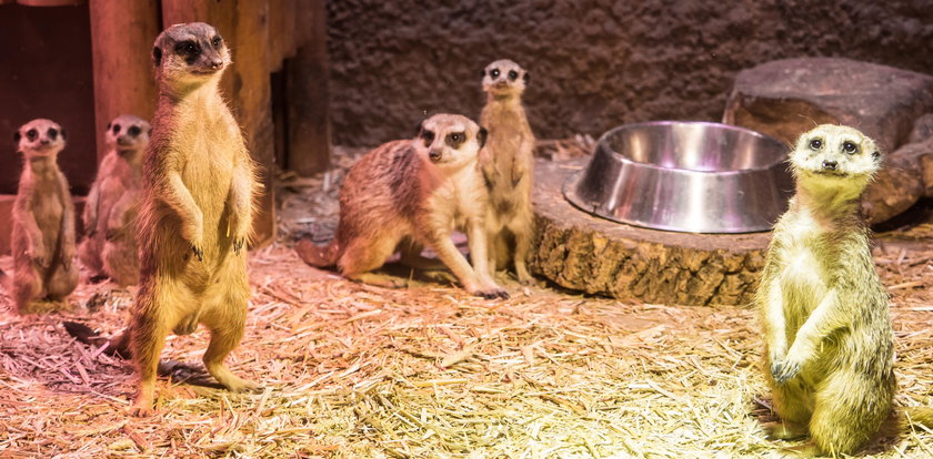 Uszatek przyjechał w delegację do łódzkiego zoo i narobił dzieci!