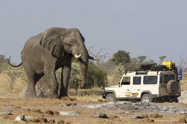 Land Rover i słoń