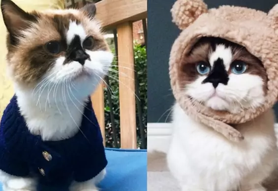 Krótkie łapki i nietypowy pyszczek – kot Albert szturmem bierze Instagram. Ma już prawie pół miliona fanów