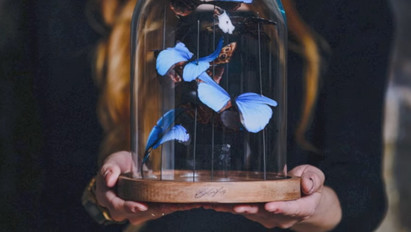 Elképesztő: 800 darab kézzel készített pillangóval emlékezett meg ez a lány nagymamájáról