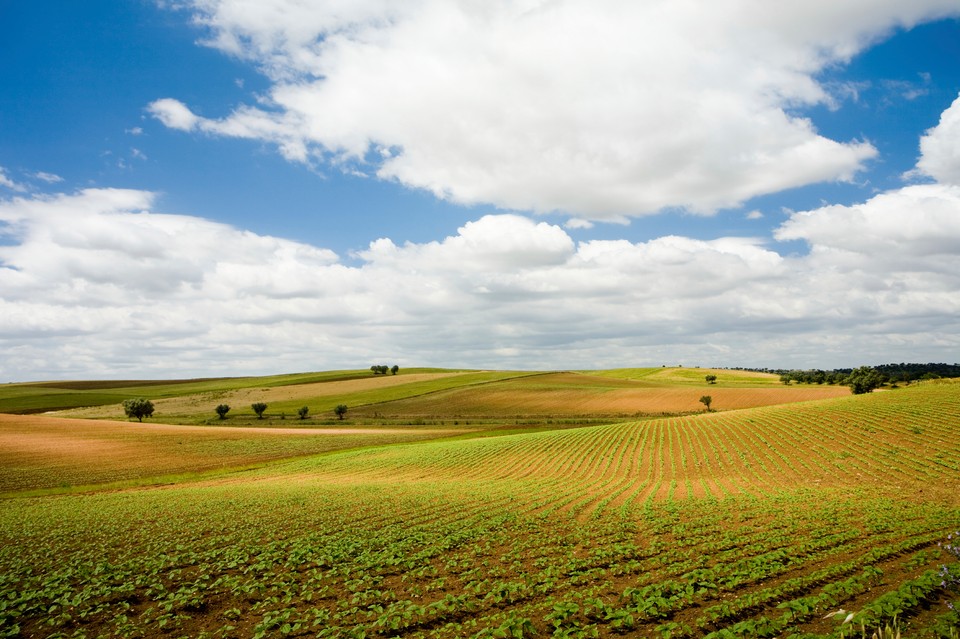 Alentejo, Portugalia - wina, słońce i dąb korkowy