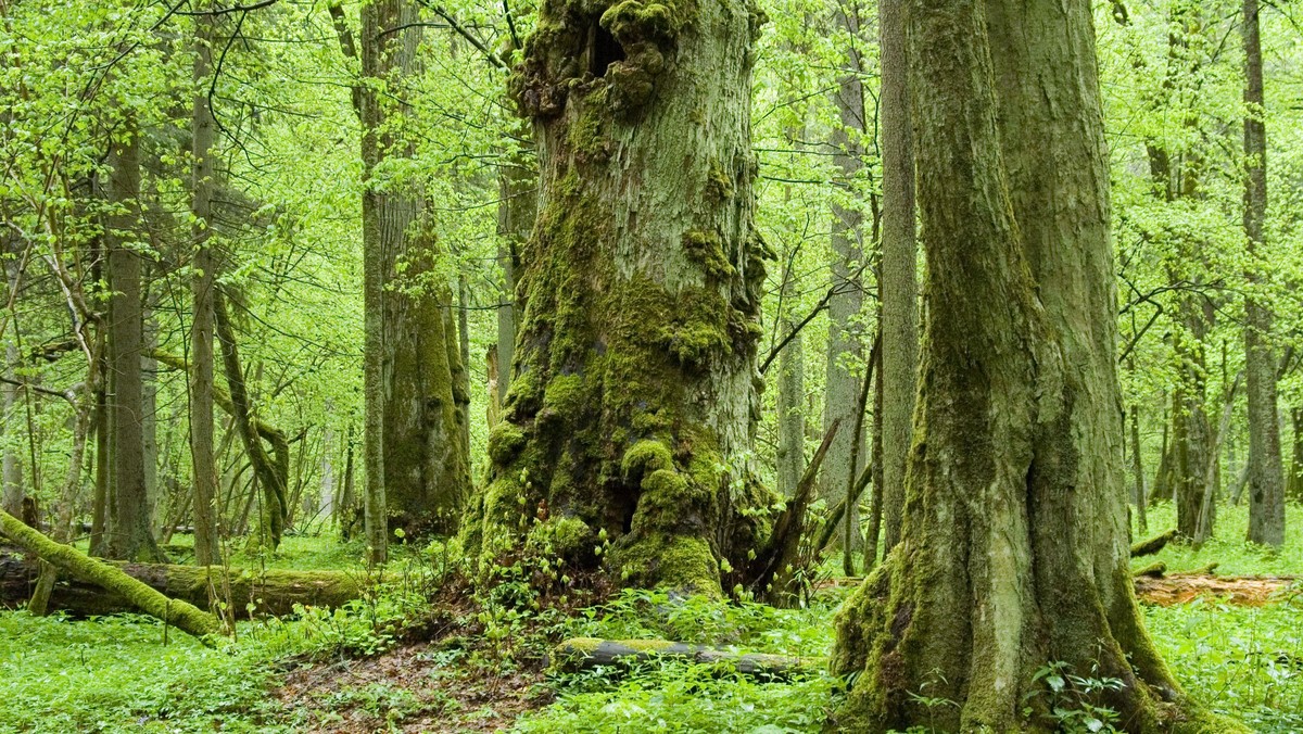 Puszcza Białowieska