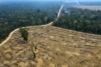 Mi tettél ember! Az Amazonas legkiterjedtebb erdőirtáson átesett térségeiben nőnek legkevésbé új erdők