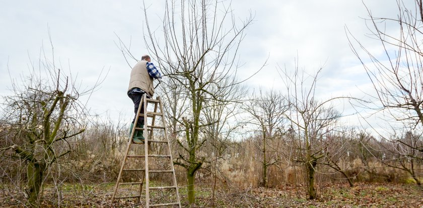 Owocowy koszmar, plantatorzy załamani. "Od 35 lat jesteśmy sadownikami i tak źle jeszcze nie było"