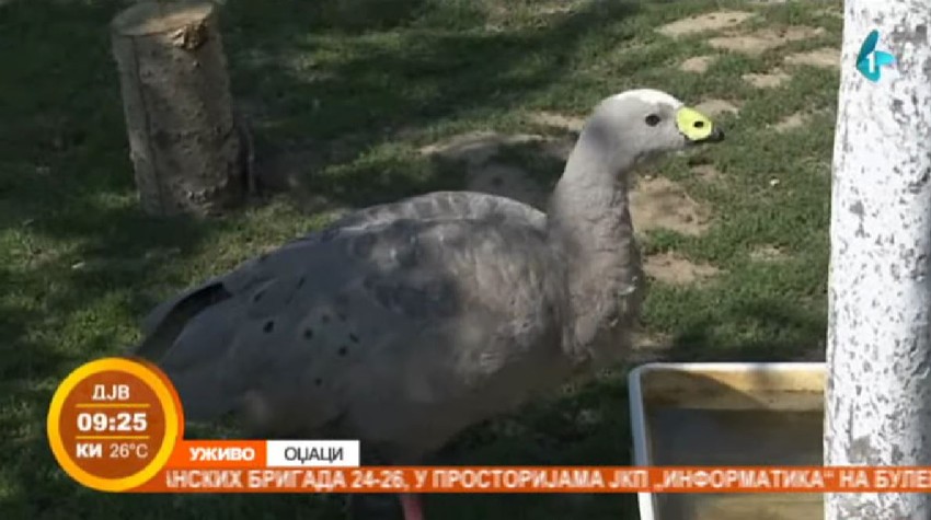 Australijska kokošasta guska u Odžacima