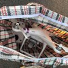 Zaplenjeni dron i pištolj
