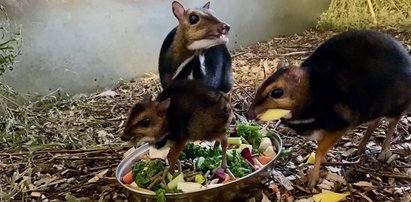 To malutkie zwierzątko robi prawdziwą furorę! Wszyscy trzymają kciuki, aby okazał się chłopcem. Dlaczego?