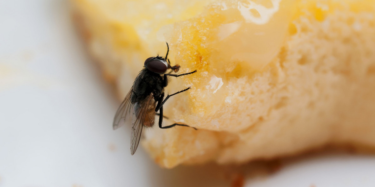 Jakie choroby przenoszą muchy? Po przebadaniu kilkuset latających gagatków naukowcy z Pennsylvania State University doliczyli się aż 351 rodzajów bakterii podróżujących na muchach lub w ich środku.