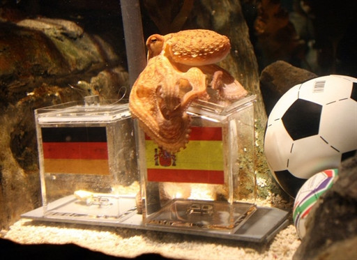 GERMANY - ANIMAL - FBL - WC2010 - GER - ESP - OCTOPUS - OFFBEAT