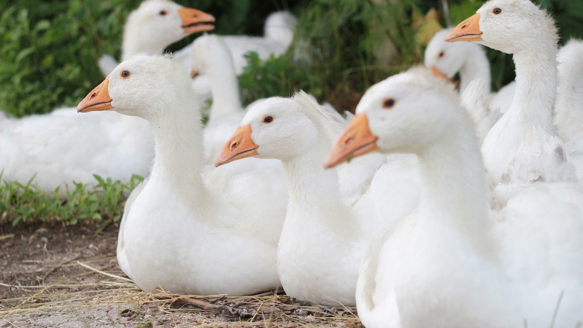 Ptasia grypa wśród gęsi hodowlanych w Lubuskiem. Ognisko wirusa grypy H5N8 zdiagnozowano na fermie drobiu w Deszcznie pod Gorzowem. Padło tam kilkaset gęsi.