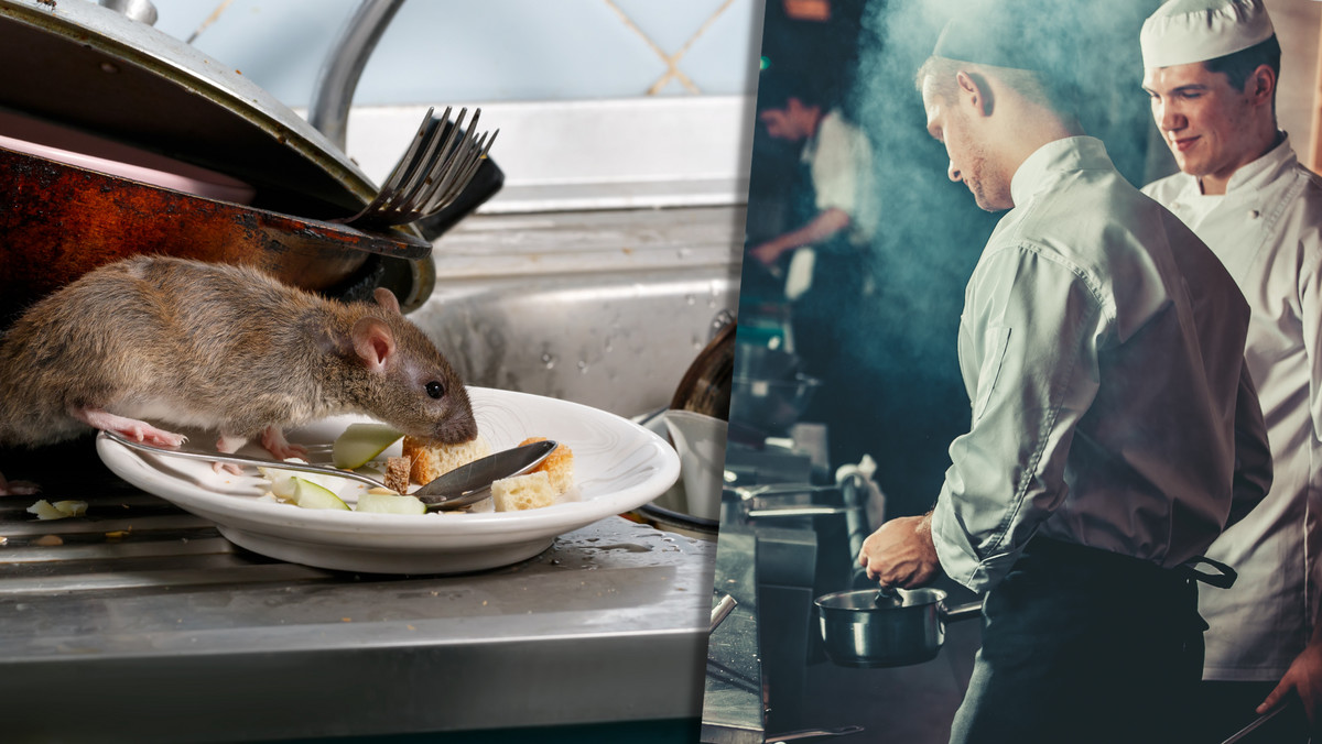 Plaga szczurów w Szwecji. Restauratorzy bezradnie rozkładają ręce