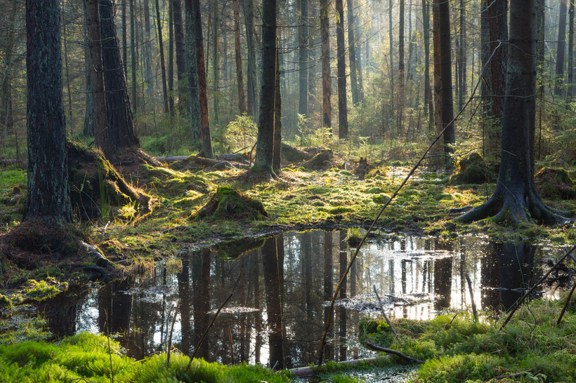 Białowieża Białowieża swą popularność zawdzięcza przede wszystkim Puszczy Białowieskiej i Białowieskiemu Parkowi Narodowemu, który wraz z częścią Puszczy Białowieskiej na terenach Białorusi, został wpisany na listę światowego dziedzictwa UNESCO. Białowieski Park Narodowy, reprezentuje najlepiej zachowany w Europie nizinny las naturalny (grąd, ols, bór). Stwierdzono w nim 806 gatunków roślin naczyniowych (w tym 24 gatunków drzew), ponad 3 tys. gatunkó grzybów, 200 gatunków mchów, 283 porostów.