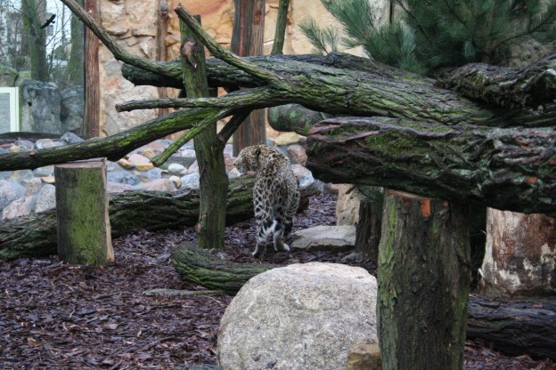 Płock, zoo, wybieg lampartów perskich