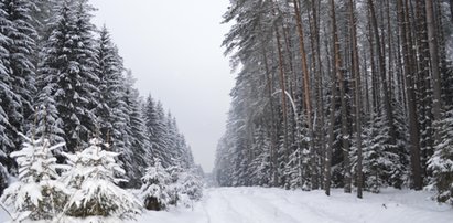 Poszedł na spacer, znalazł się w środku polowania