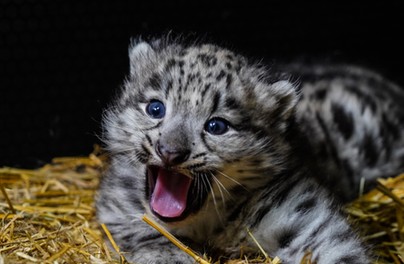 Podróż w czasie po wrocławskim zoo