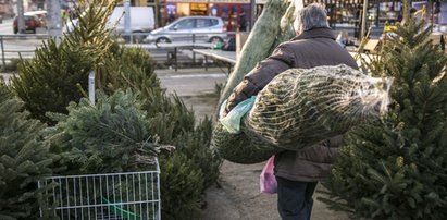 Tyle za choinkę na święta. Polacy będą zaskoczeni