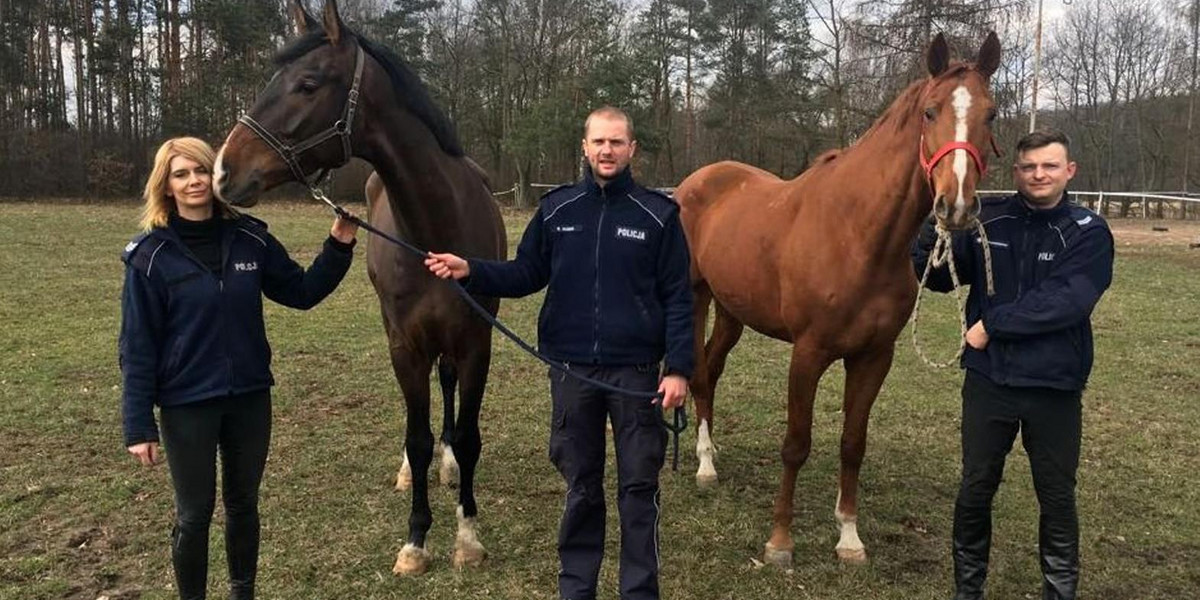 Opus i Widim nowe konie w policji