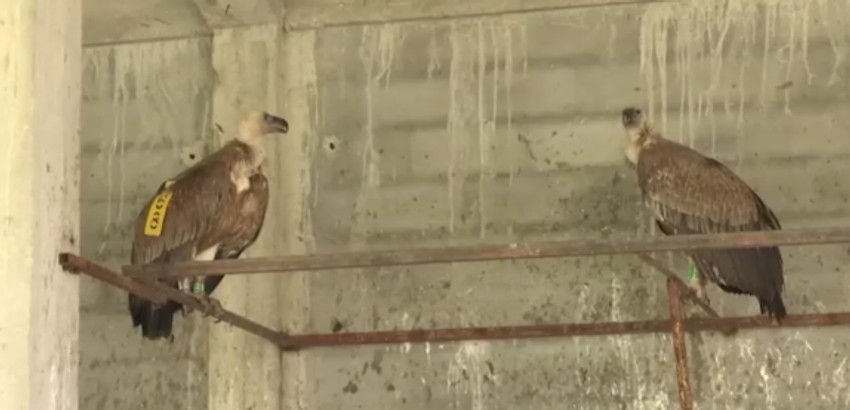 Najmlađi od trenutno četiri mladunca beloglavog supa u volijeri