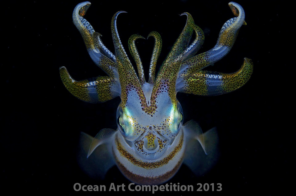 Ocean Art Competition 2013