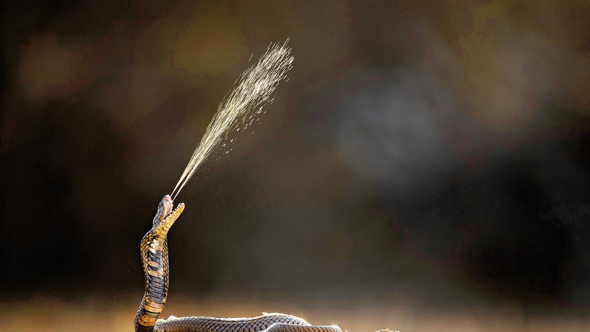 Naja mossambica, kobra plująca. Występuje na terenach południowo--wschodniej Tanzanii i w Afryce Północnej. Fot. Guy Edwardes/Nature Picture Library/BE&W