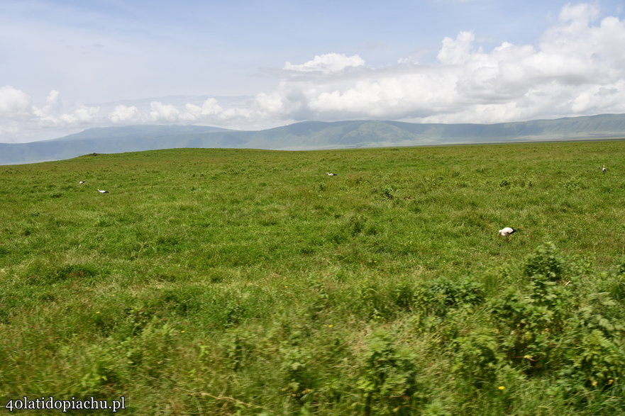 Nasze bociany i ich afrykańscy sąsiedzi podczas zimowania w kraterze Ngorongoro