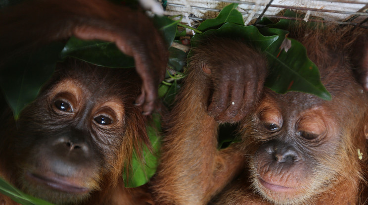 Néhány éve az orangutánok még biztonságban voltak, ma már veszélyeztetettek/Fotó: AFP