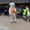 Biały miś z Krupówek może trafić na etat do urzędu miasta. Zdjęcia byłyby darmowe