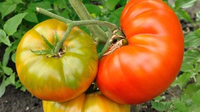 Jak wyhodować pomidory z pomidora? Jak zebrać nasiona z pomidorów? Jak suszyć nasiona pomidorów?